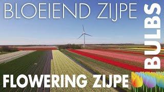 Flower bulb event Flowering Zijpe (Bloeiend Zijpe) - Holland Holiday