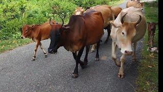 rombongan sapi gemuk jalan pulang, sapi jinak, sapi lucu, sapi gemuk