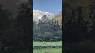 Donkeys and mountains #trekkinglife #himalayas #donkey #animals #mountains #shorts