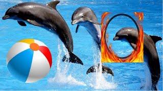 Attraction of dolphins playing ball makes a scene !!