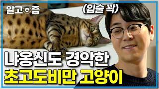 "고부해 하면서 이런 고양이는 처음 봤어요" 몸무게만 8.6kg?! 나응식 수의사도 깜짝 놀라게 만든 역대급 뚱뚱한 초거대 고양이│고양이를 부탁해│알고e즘