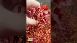 LUDWIGIA Triple Red Red Aquarium Plant For Sale