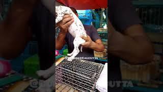 Dalmatian | Cheapest Dog Market In Kolkata | Price Update