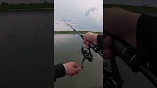 Рыбалка со спиннингом P21 Fabula Tinta FBS862MHF #рыбалка #спиннинг #Fishing #щука #джиг #воблер