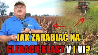 Sorgo na ziarno i międzyplony sposobem na uzyskanie dobrego dochodu na słabej glebie!