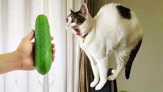 Crazy animals will make you LAUGH TO DIE  Funniest cats and dogs 