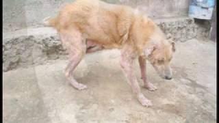 United Hope 4 Animals