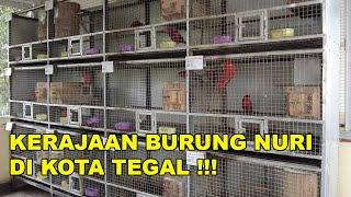 KERAJAAN BURUNG NURI YANG DILINDUNGI NEGARA ! ADA DI TEGAL