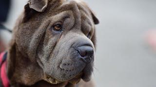 Exploring the Unique Dimensions of the Chinese Shar-Pei