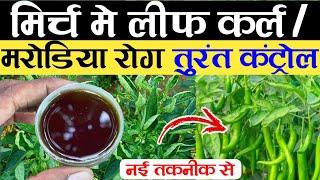 मिर्च में लीफ कर्ल / पत्ता मरोड़ रोग कंट्रोल | Leaf Curl Virus Control | Thrips Control |Chili Plant