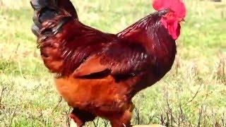 Rhode Island Red Rooster and Hen, Free Ranging Chickens producing Brown Eggs