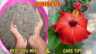 How To Grow Hibiscus Plant At Home In Pot (IN HINDI) Hibiscus Plant Care In Winter | Hibiscus Soil