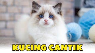 Mengenal Fakta Kucing Ragdoll, Ras Kucing Cantik yang Mirip Boneka - Ragdoll Cat