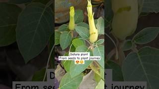 Datura plant- from seeds to plant journey #datura #viralshorts #plants