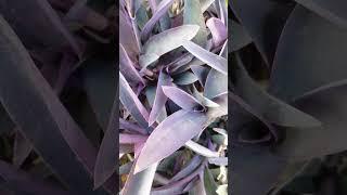 Tradescantia pallida - Purple heart