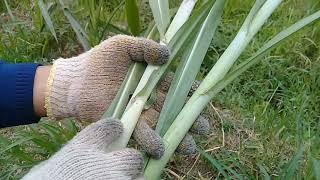 REVIU PERBEDAAN rumput pakchong vs rumput gajah biasa/kolonjono