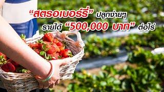 สตรอเบอร์รี่ ปลูกง่ายๆ รายได้ 500,000 บาท ต่อไร่