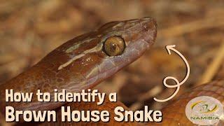 How to Identify a Brown House Snake!