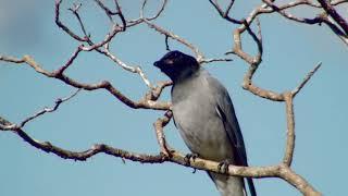 Black-faced Cuckoo-Shrike