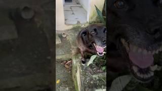 This Airbnb in Brazil came with a Dog (CADELA)