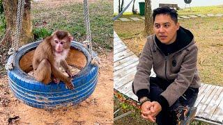 Monkey Kaka ran out to reunite when her saw father appear