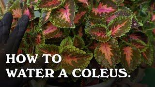 How to water a Coleus.