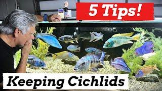 Want to Keep Big Colorful Beasts? [AFRICAN CICHLIDS] *Watch This!*