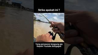 Mancing di sungai mahakam langsung strike ikan babon #fishing