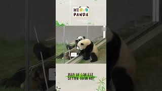 Why he can eat better than me？#panda #熊猫 #shorts 【欢迎订阅MIGU Panda官方频道】