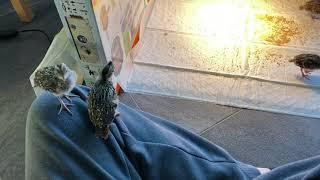 My 15 days old California quail chicks fly on me when they are scared by a strange sound!!!