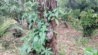  Sloth Spotted Climbing Tree in Costa Rican Jungle