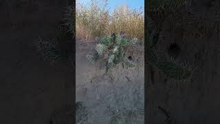 Big prickly pear  in bloom #shorts