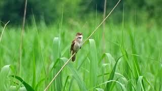 Great Reed Warbler (Acrocephalus arundinaceus)