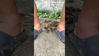 “The Boy Who Gave Birth to Parasites?!  #funny #martialarts #comedy #couple #entertainment