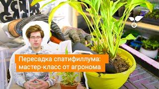 Пересадка спатифиллума: мастер класс от агронома