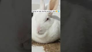 Rabbit during winter's day ️ #viral #rabbit #shortfeed #shortfeed #bunny #khargosh #cuterabbit
