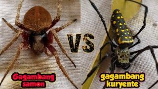 JUMBO SAMON VS GAGAMBANG KURYENTE - spider fight 