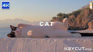 [4K DEMO/KEYCUTstock] Cat