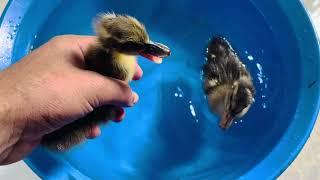 Baby ducks first bath - first time swimming cute little baby ducks