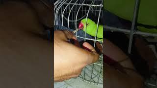 #wildanimals #parrot #animals #birds #talkingparrot #wildlife #newsongstatus #newvlog #trending#vlog