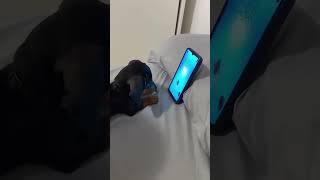 Dachshund Obsessed with Phone: Watch This Pup Get Lost in the Digital World! 