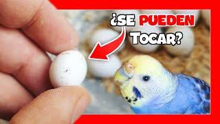  Can you touch budgies eggs? | Australian budgie breeding