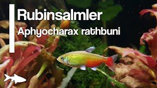 Aquariumbewohner im Porträt: Rubinsalmler -Aphyocharax rathbuni- |FISCHMEDIA|