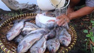 Keren !! RAJANYA ikan lele tionkok ketangkap