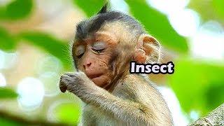 Itchy And Alittle Pain On Eye By Insect |Alba Try Take Her Hand To Move Out It