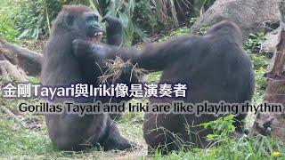 金剛Tayari與Iriki像是演奏者-Gorillas Tayari and Iriki are like playing rhythm