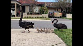 Two black swans walking their cygnets from one lake to another in Perth, Western Australia.