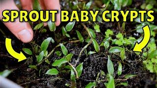 How I Create Unlimited Cryptocoryne Plants! (Best Method)