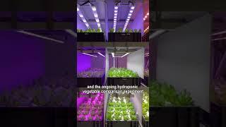 Which plant grow light spectrum is best for leafy vegetables ? -- 12 spectrums Contrast Experiment