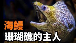 海鰻的秘密：吃石頭魚、進攻鯊魚、偷襲潛水員，號稱海底小霸王，卻被海蛇按住摩擦